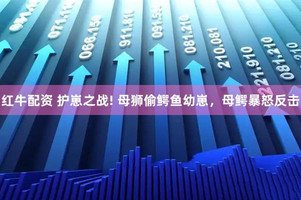 红牛配资 护崽之战! 母狮偷鳄鱼幼崽，母鳄暴怒反击