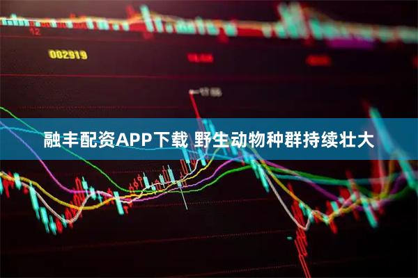 融丰配资APP下载 野生动物种群持续壮大