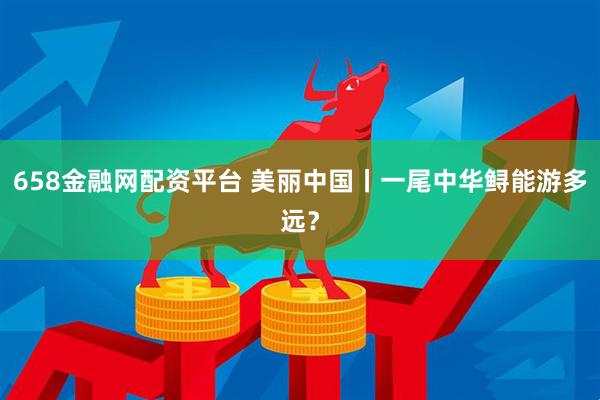 658金融网配资平台 美丽中国丨一尾中华鲟能游多远？