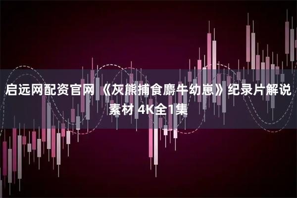 启远网配资官网 《灰熊捕食麝牛幼崽》纪录片解说素材 4K全1集